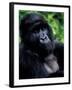 Mountain Gorilla, Virunga Volcanoes National Park, Rwanda-Art Wolfe-Framed Photographic Print