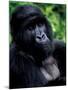 Mountain Gorilla, Virunga Volcanoes National Park, Rwanda-Art Wolfe-Mounted Photographic Print