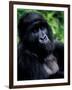 Mountain Gorilla, Virunga Volcanoes National Park, Rwanda-Art Wolfe-Framed Photographic Print