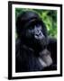 Mountain Gorilla, Virunga Volcanoes National Park, Rwanda-Art Wolfe-Framed Photographic Print