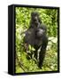 Mountain Gorilla, Volcanoes National Park, Rwanda-Joe & Mary Ann McDonald-Framed Stretched Canvas