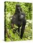 Mountain Gorilla, Volcanoes National Park, Rwanda-Joe & Mary Ann McDonald-Stretched Canvas