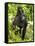 Mountain Gorilla, Volcanoes National Park, Rwanda-Joe & Mary Ann McDonald-Framed Stretched Canvas