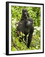 Mountain Gorilla, Volcanoes National Park, Rwanda-Joe & Mary Ann McDonald-Framed Premium Photographic Print