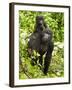 Mountain Gorilla, Volcanoes National Park, Rwanda-Joe & Mary Ann McDonald-Framed Premium Photographic Print