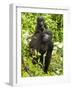 Mountain Gorilla, Volcanoes National Park, Rwanda-Joe & Mary Ann McDonald-Framed Photographic Print