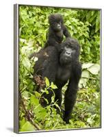 Mountain Gorilla, Volcanoes National Park, Rwanda-Joe & Mary Ann McDonald-Framed Photographic Print