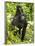 Mountain Gorilla, Volcanoes National Park, Rwanda-Joe & Mary Ann McDonald-Framed Photographic Print