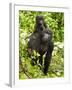 Mountain Gorilla, Volcanoes National Park, Rwanda-Joe & Mary Ann McDonald-Framed Photographic Print