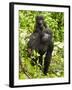 Mountain Gorilla, Volcanoes National Park, Rwanda-Joe & Mary Ann McDonald-Framed Photographic Print