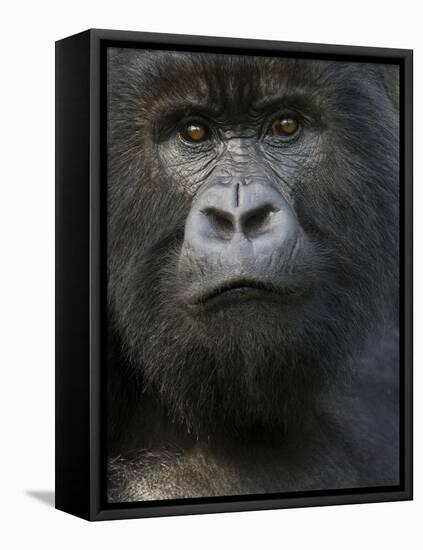 Mountain Gorilla, Volcanoes National Park, Rwanda-Joe & Mary Ann McDonald-Framed Stretched Canvas