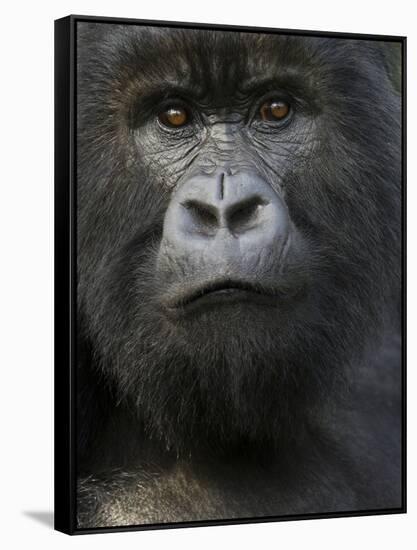 Mountain Gorilla, Volcanoes National Park, Rwanda-Joe & Mary Ann McDonald-Framed Stretched Canvas