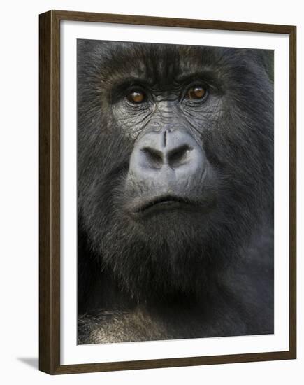 Mountain Gorilla, Volcanoes National Park, Rwanda-Joe & Mary Ann McDonald-Framed Premium Photographic Print