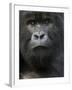 Mountain Gorilla, Volcanoes National Park, Rwanda-Joe & Mary Ann McDonald-Framed Premium Photographic Print