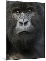 Mountain Gorilla, Volcanoes National Park, Rwanda-Joe & Mary Ann McDonald-Mounted Premium Photographic Print