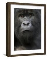 Mountain Gorilla, Volcanoes National Park, Rwanda-Joe & Mary Ann McDonald-Framed Photographic Print