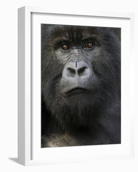 Mountain Gorilla, Volcanoes National Park, Rwanda-Joe & Mary Ann McDonald-Framed Photographic Print