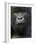 Mountain Gorilla, Volcanoes National Park, Rwanda-Joe & Mary Ann McDonald-Framed Photographic Print