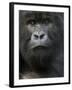 Mountain Gorilla, Volcanoes National Park, Rwanda-Joe & Mary Ann McDonald-Framed Photographic Print