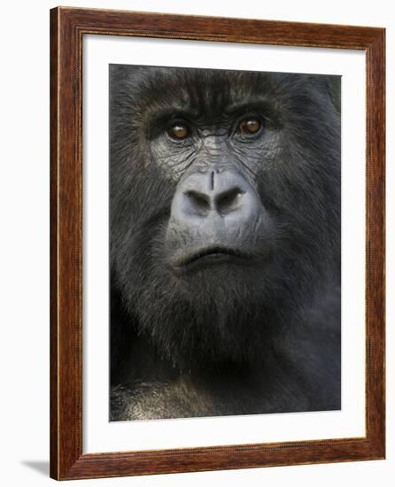 Mountain Gorilla, Volcanoes National Park, Rwanda-Joe & Mary Ann McDonald-Framed Photographic Print