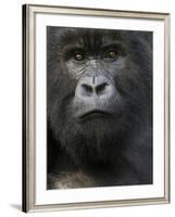 Mountain Gorilla, Volcanoes National Park, Rwanda-Joe & Mary Ann McDonald-Framed Photographic Print