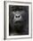 Mountain Gorilla, Volcanoes National Park, Rwanda-Joe & Mary Ann McDonald-Framed Photographic Print