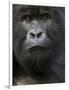 Mountain Gorilla, Volcanoes National Park, Rwanda-Joe & Mary Ann McDonald-Framed Photographic Print