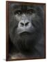 Mountain Gorilla, Volcanoes National Park, Rwanda-Joe & Mary Ann McDonald-Framed Photographic Print