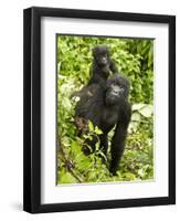 Mountain Gorilla, Volcanoes National Park, Rwanda-Joe & Mary Ann McDonald-Framed Photographic Print