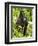 Mountain Gorilla, Volcanoes National Park, Rwanda-Joe & Mary Ann McDonald-Framed Photographic Print