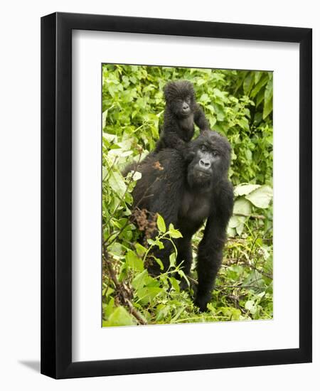 Mountain Gorilla, Volcanoes National Park, Rwanda-Joe & Mary Ann McDonald-Framed Photographic Print