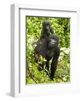 Mountain Gorilla, Volcanoes National Park, Rwanda-Joe & Mary Ann McDonald-Framed Photographic Print