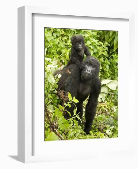 Mountain Gorilla, Volcanoes National Park, Rwanda-Joe & Mary Ann McDonald-Framed Photographic Print