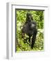 Mountain Gorilla, Volcanoes National Park, Rwanda-Joe & Mary Ann McDonald-Framed Photographic Print