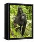 Mountain Gorilla, Volcanoes National Park, Rwanda-Joe & Mary Ann McDonald-Framed Stretched Canvas