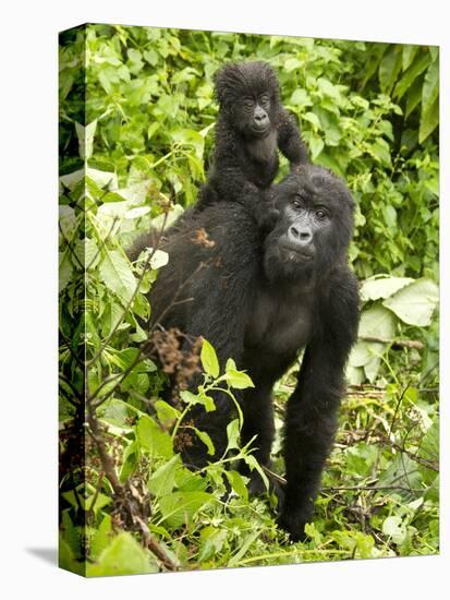 Mountain Gorilla, Volcanoes National Park, Rwanda-Joe & Mary Ann McDonald-Stretched Canvas