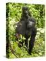 Mountain Gorilla, Volcanoes National Park, Rwanda-Joe & Mary Ann McDonald-Stretched Canvas