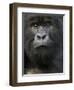 Mountain Gorilla, Volcanoes National Park, Rwanda-Joe & Mary Ann McDonald-Framed Photographic Print