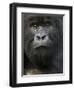 Mountain Gorilla, Volcanoes National Park, Rwanda-Joe & Mary Ann McDonald-Framed Photographic Print