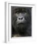 Mountain Gorilla, Volcanoes National Park, Rwanda-Joe & Mary Ann McDonald-Framed Photographic Print