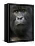 Mountain Gorilla, Volcanoes National Park, Rwanda-Joe & Mary Ann McDonald-Framed Stretched Canvas