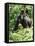 Mountain Gorilla with Baby on Back-Adrian Warren-Framed Stretched Canvas