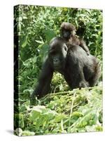 Mountain Gorilla with Baby on Back-Adrian Warren-Stretched Canvas