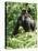 Mountain Gorilla with Baby on Back-Adrian Warren-Stretched Canvas