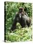 Mountain Gorilla with Baby on Back-Adrian Warren-Stretched Canvas
