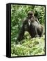 Mountain Gorilla with Baby on Back-Adrian Warren-Framed Stretched Canvas