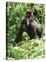 Mountain Gorilla with Baby on Back-Adrian Warren-Stretched Canvas