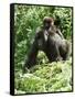 Mountain Gorilla with Baby on Back-Adrian Warren-Framed Stretched Canvas