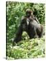 Mountain Gorilla with Baby on Back-Adrian Warren-Stretched Canvas