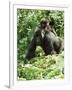 Mountain Gorilla with Baby on Back-Adrian Warren-Framed Premium Photographic Print